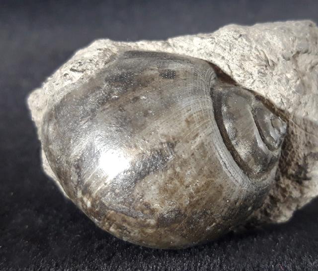 Ampullina vulcani (BRONGNIART 1823) - Bild &copy; FossNet FossilienStore